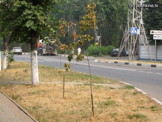 Жара в Пушкино
