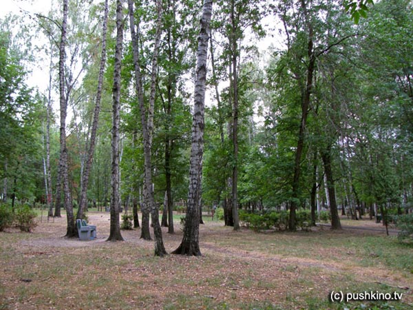 Городской парк Пушкино