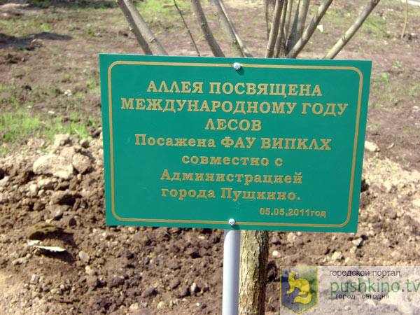 Посадка деревьев
