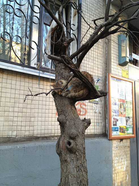 Удобная лежанка :)