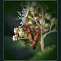 Про любовь.