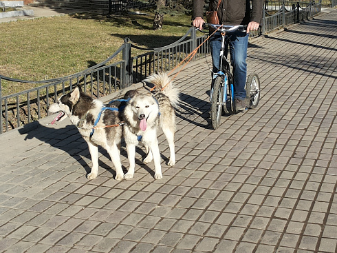 Спортивный заезд хаски-клуба