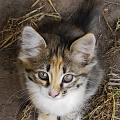 Мой Лисёнок!!! Мой котёнок!!!