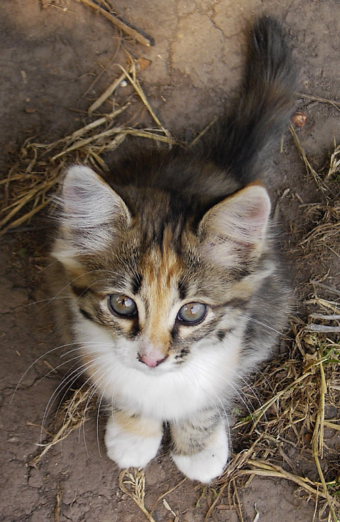 Мой Лисёнок!!! Мой котёнок!!!