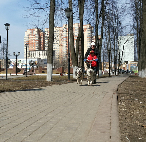 хаски-клуб-катание детей