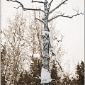 drevicina