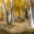 Золотая осень