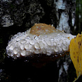 Капельки