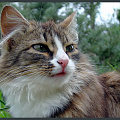 Котофото
