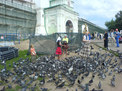 Голубиное счастье