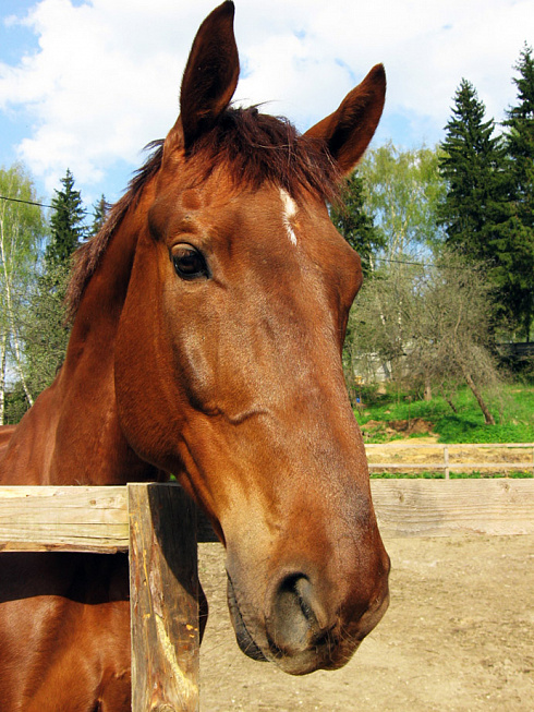 Horse