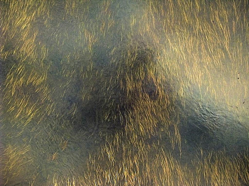 Hair