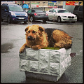 пес